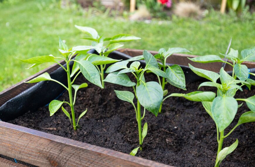 Close-up of young pepper plants thriving in an outdoor wooden planter box, showcasing vibrant green leaves.