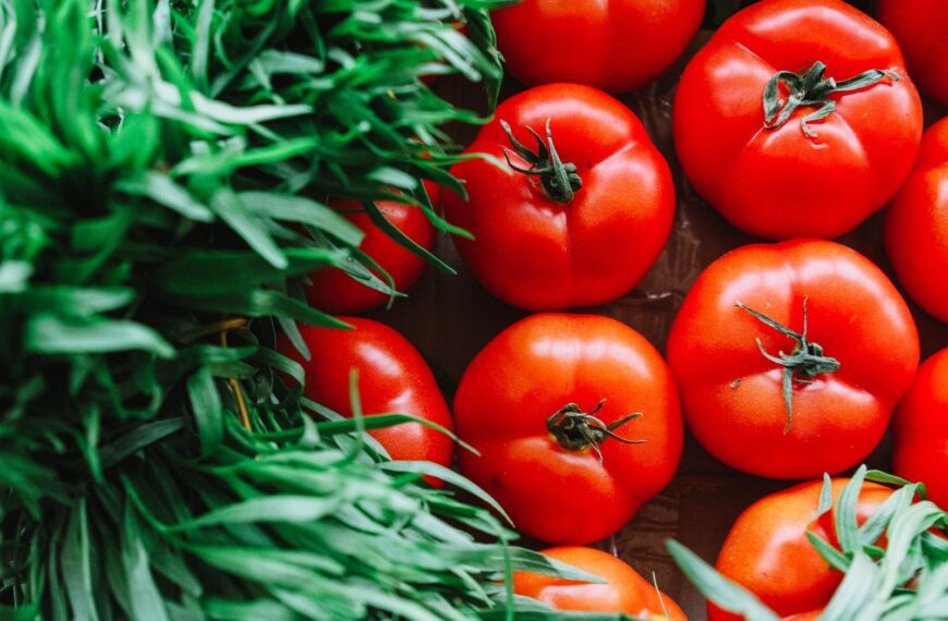 Close-up of fresh, juicy tomatoes surrounded by vibrant green plants.
