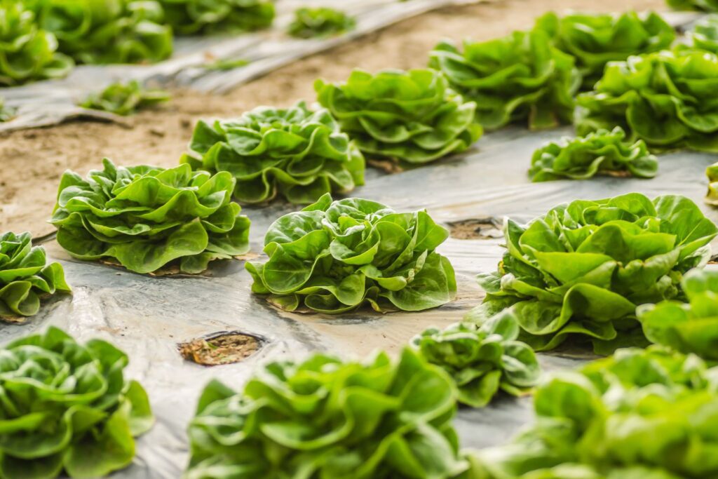 Healthy green lettuce plants growing in a farm in Novi Sad, Serbia, showcasing agricultural abundance.