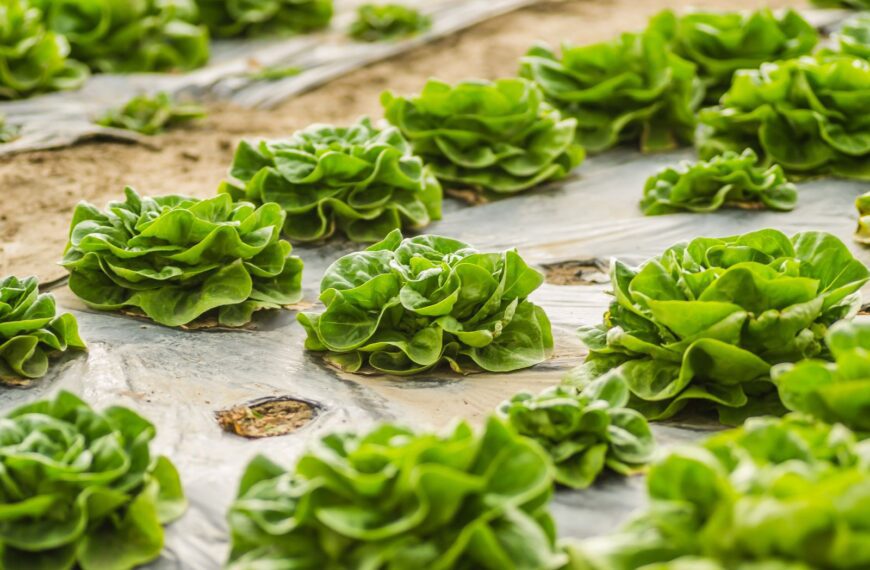 Healthy green lettuce plants growing in a farm in Novi Sad, Serbia, showcasing agricultural abundance.