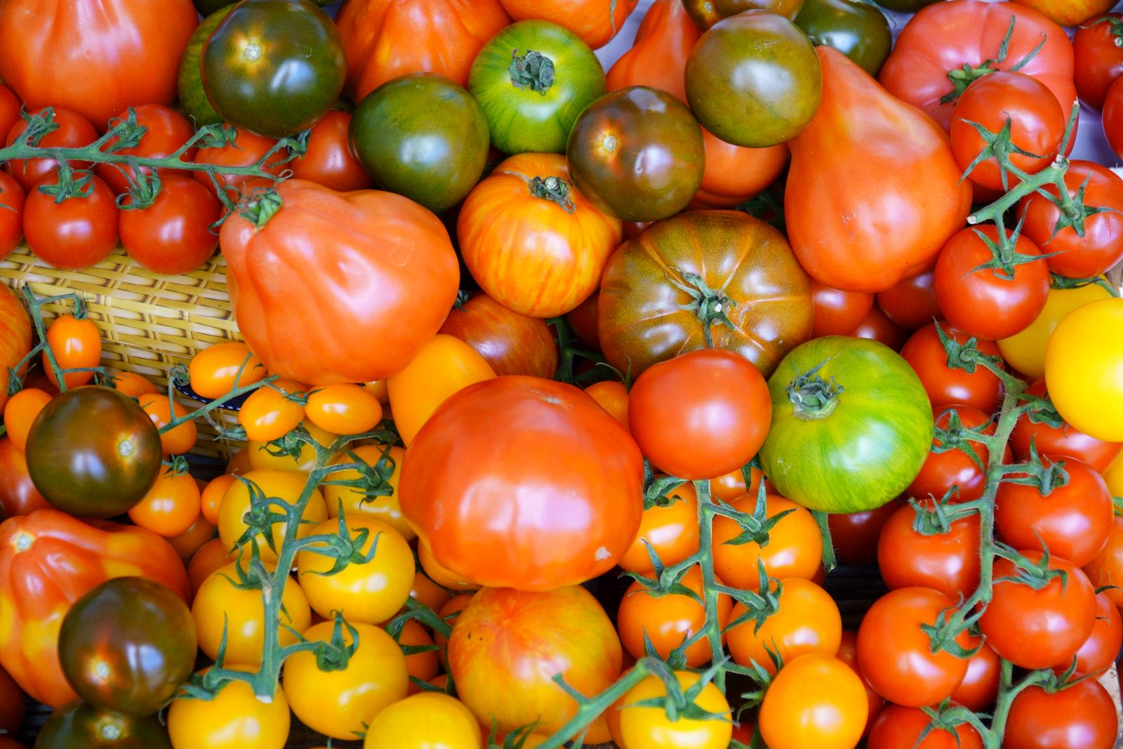 Colorful heirloom tomatoes on display at a market, showcasing variety and freshness.