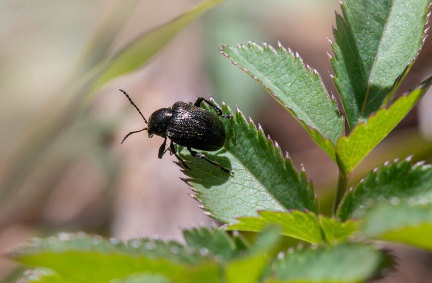 A detailed macro shot of a shiny black beetle perched on vibrant green leaves.