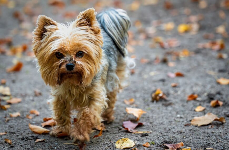 Charming Yorkshire Terrier with long fur strolls through colorful autumn leaves outdoors.