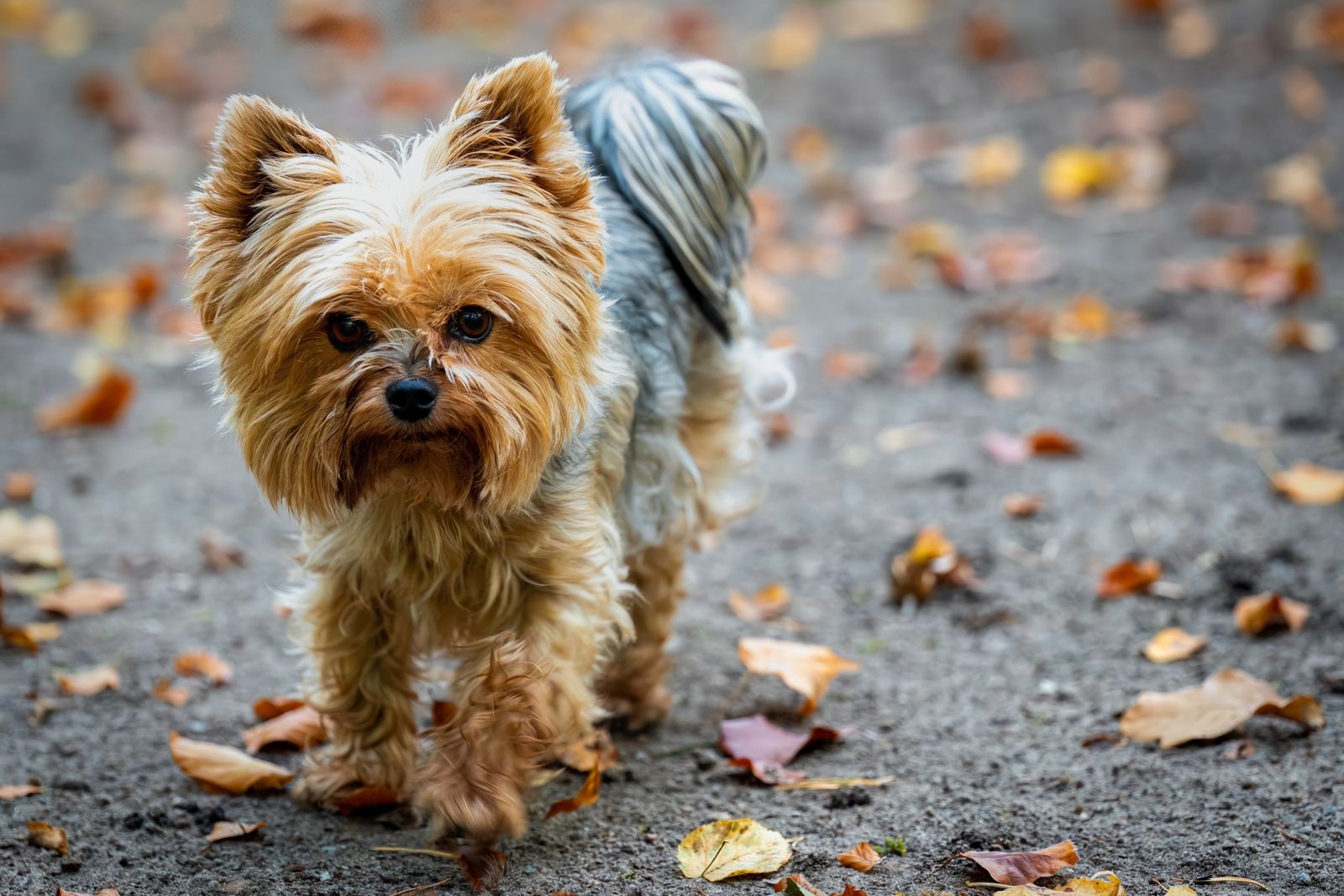 Charming Yorkshire Terrier with long fur strolls through colorful autumn leaves outdoors.