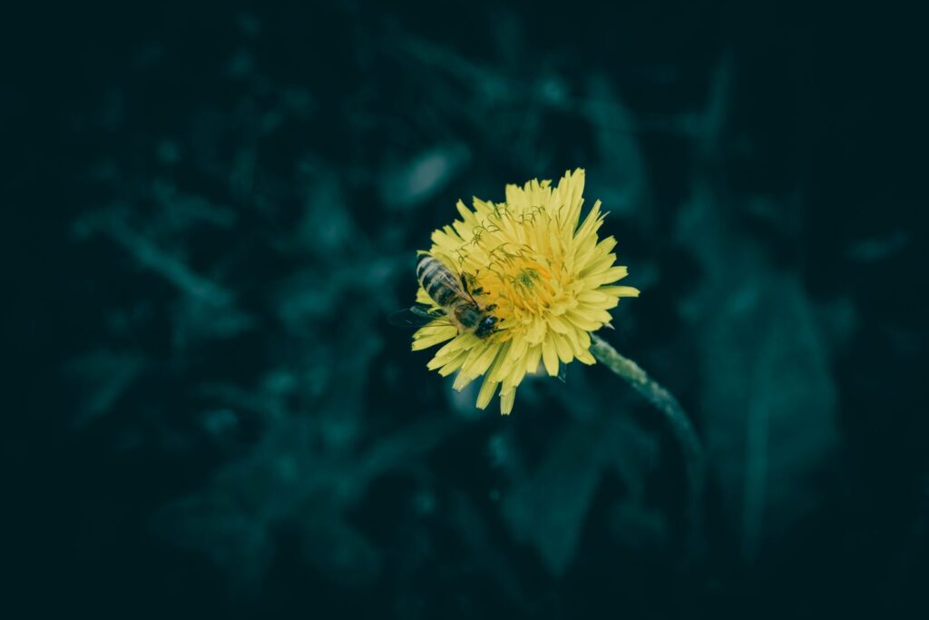 Vivid macro image of a bee pollinating a yellow dandelion flower against a dark background.