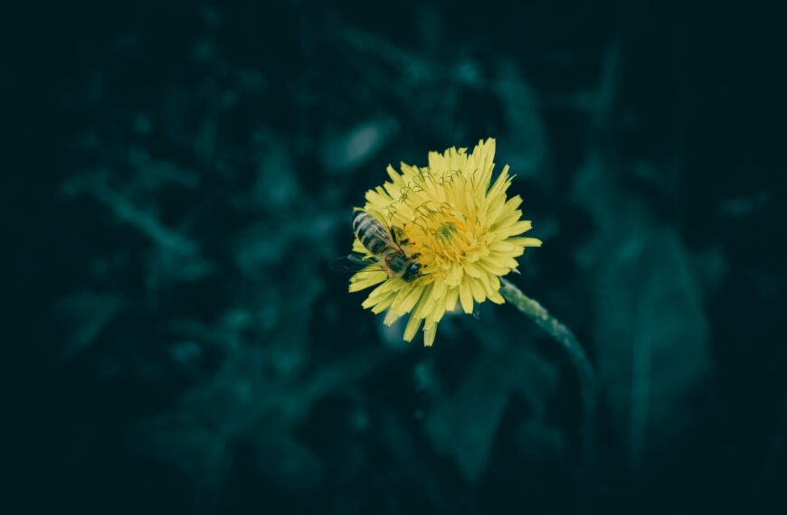 Vivid macro image of a bee pollinating a yellow dandelion flower against a dark background.