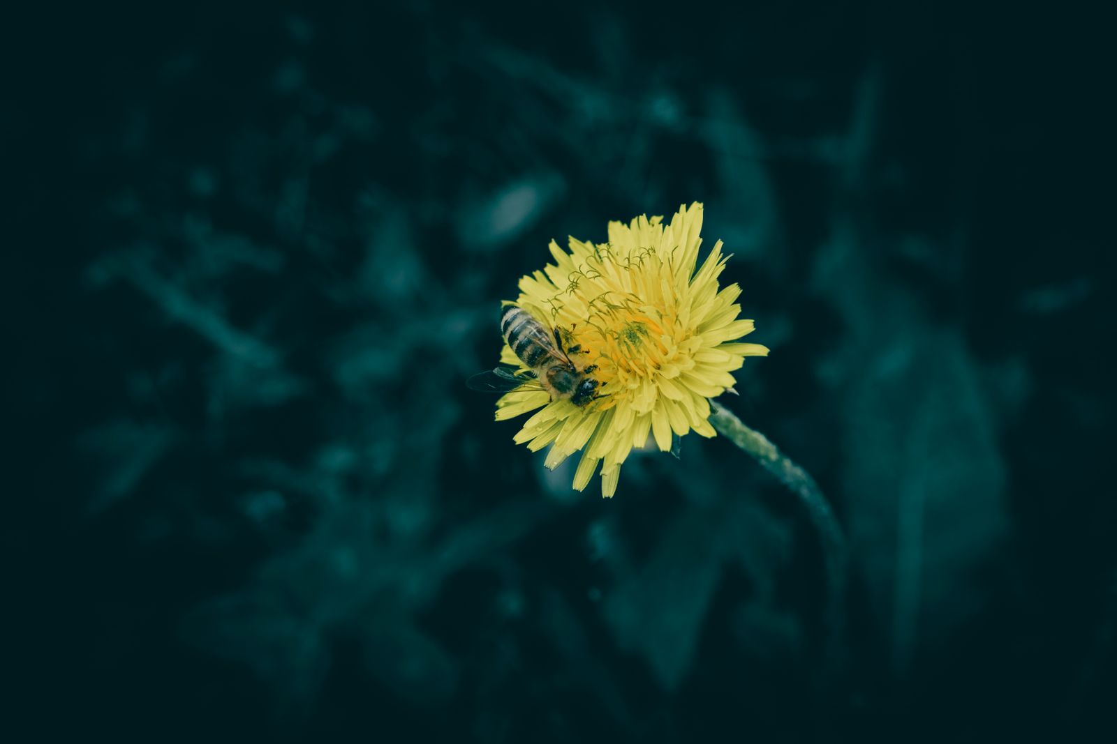 Vivid macro image of a bee pollinating a yellow dandelion flower against a dark background.