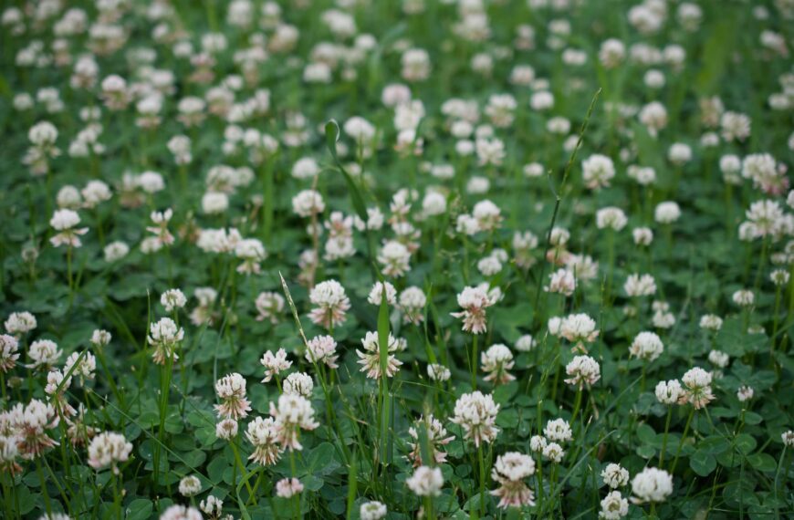 A serene field of white clover blossoms creating a tranquil summer landscape.