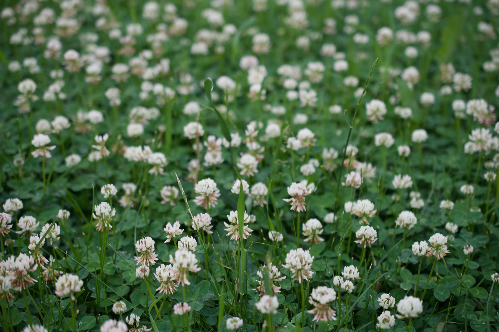 A serene field of white clover blossoms creating a tranquil summer landscape.