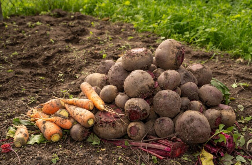 A pile of freshly harvested beets and carrots on soil, showcasing Latvia's agricultural produce.
