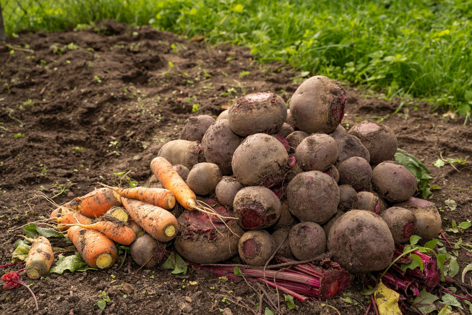 A pile of freshly harvested beets and carrots on soil, showcasing Latvia's agricultural produce.