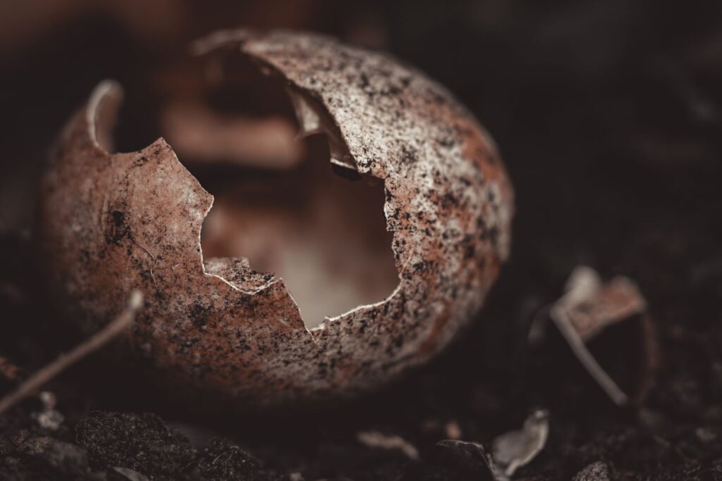 Detailed close-up of a weathered eggshell on dark soil, highlighting texture and decay.