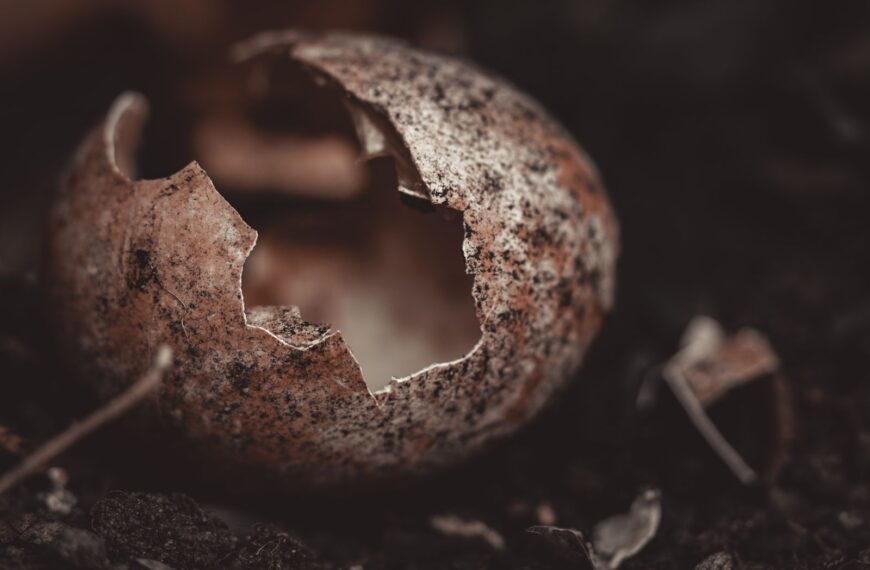 Detailed close-up of a weathered eggshell on dark soil, highlighting texture and decay.