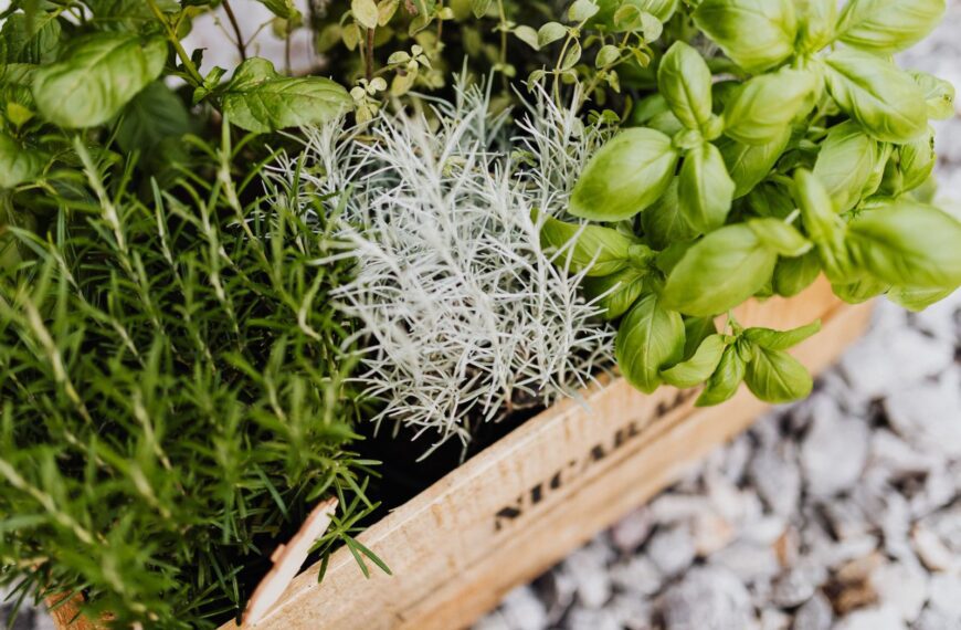 A vibrant collection of herbs in a wooden crate, perfect for cooking and gardening enthusiasts.