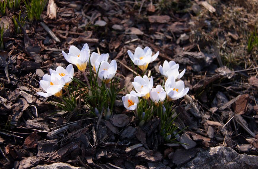 A cluster of white crocuses blooming amidst natural mulched ground, signaling the arrival of spring.