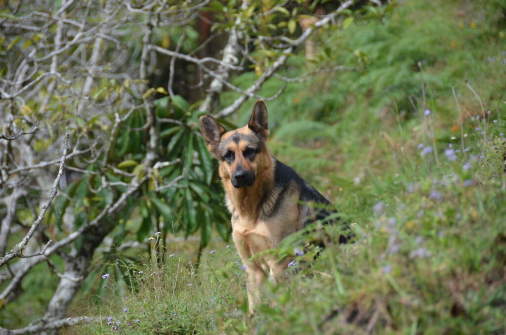 A German Shepherd sits amidst the vibrant greenery of Antioquia, Colombia.