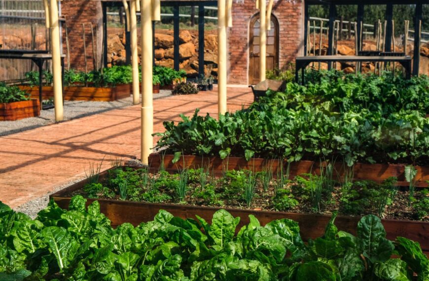 A lush indoor greenhouse filled with vibrant vegetables like lettuce in raised wooden garden beds.