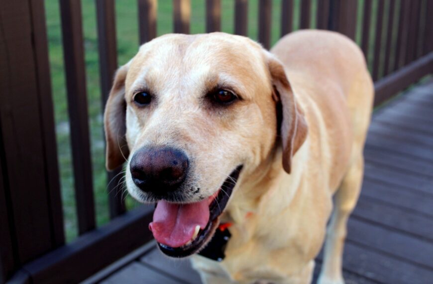 A happy yellow lab dog on a wooden deck.
