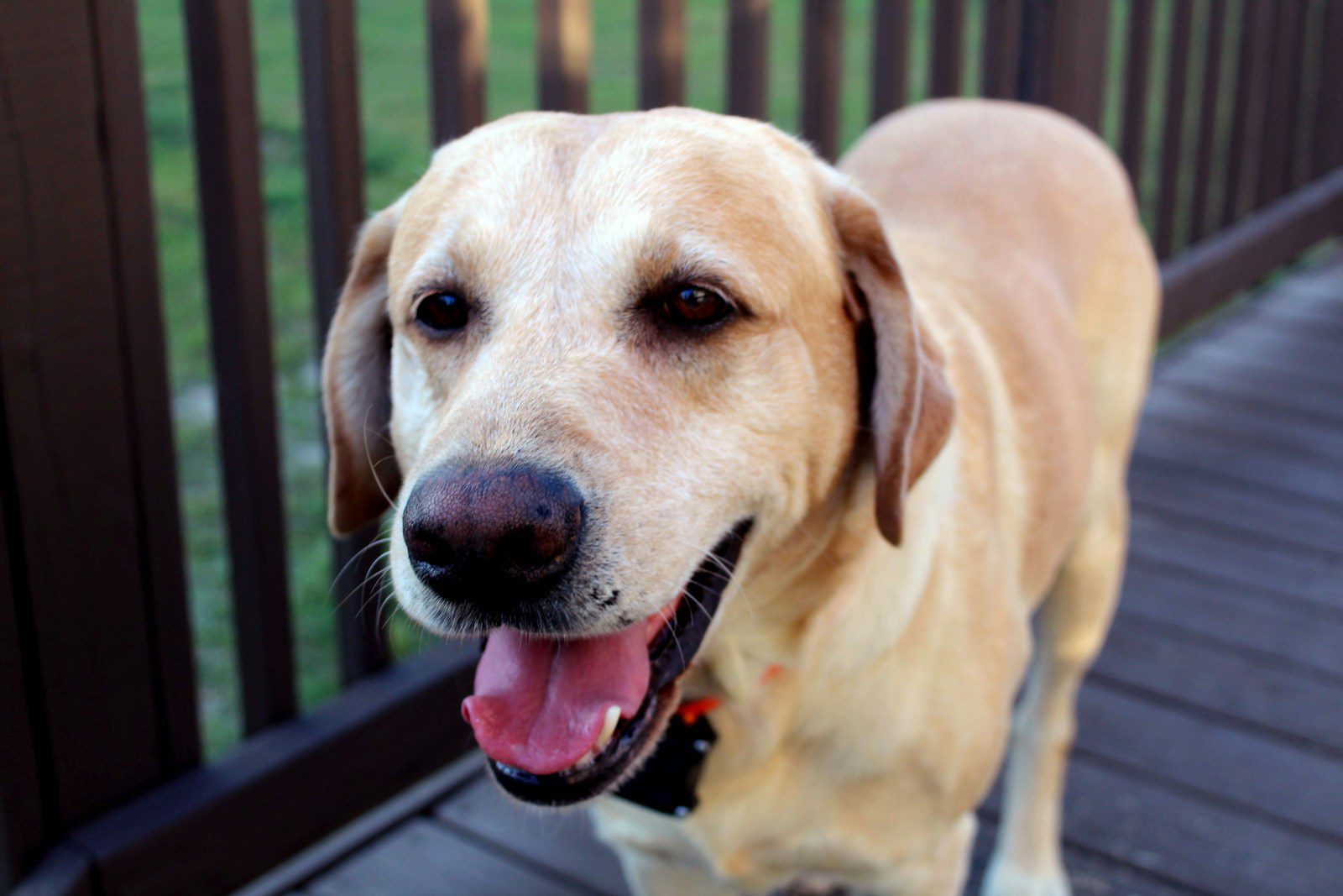 A happy yellow lab dog on a wooden deck.