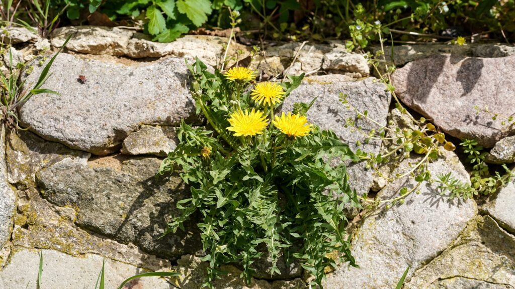 Yellow dandelions grow on a stone wall