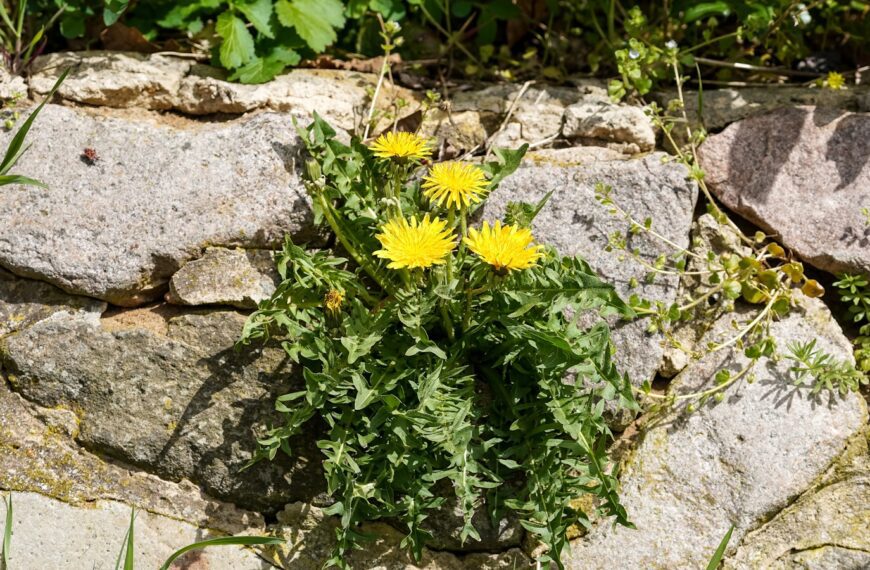 Yellow dandelions grow on a stone wall