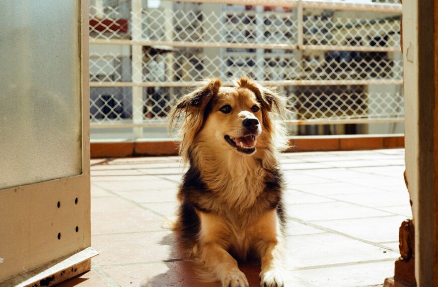A fluffy dog sits on a tiled balcony