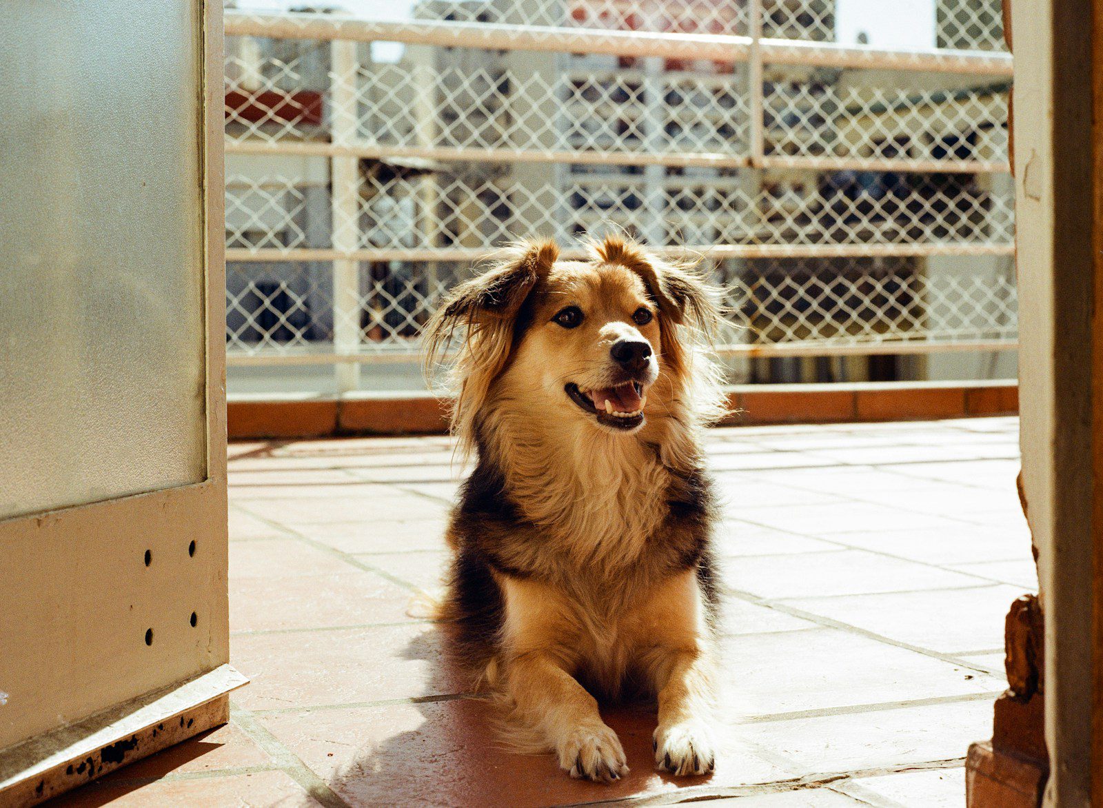 A fluffy dog sits on a tiled balcony