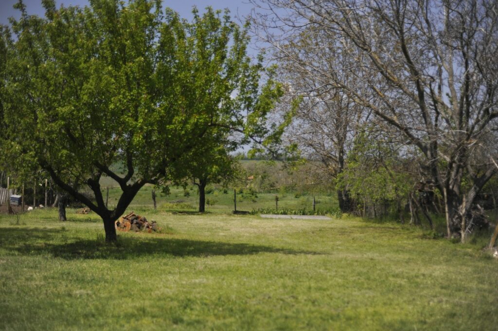 Green trees and grass fill the outdoor landscape.