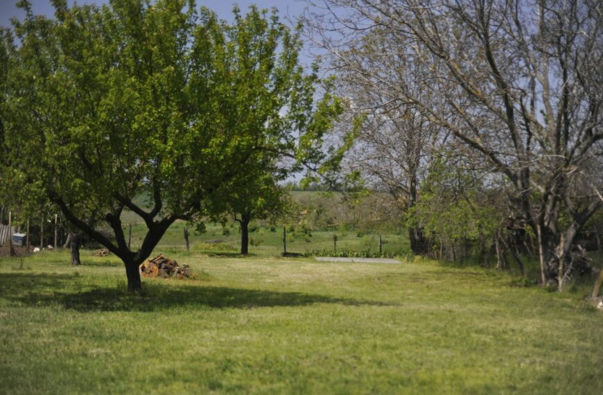 Green trees and grass fill the outdoor landscape.