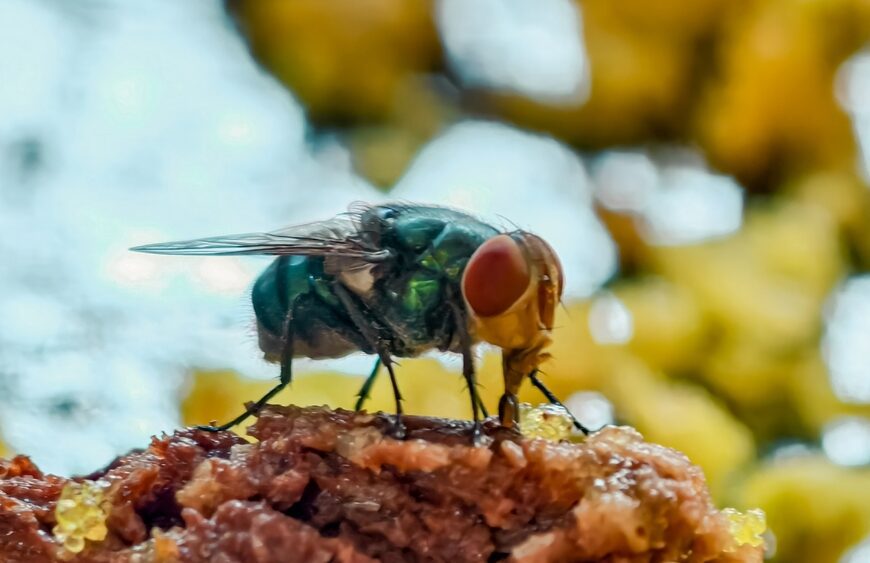 Girlfriend Finds Bugs Feasting On Food In Boyfriend’s Bed,&hellip;