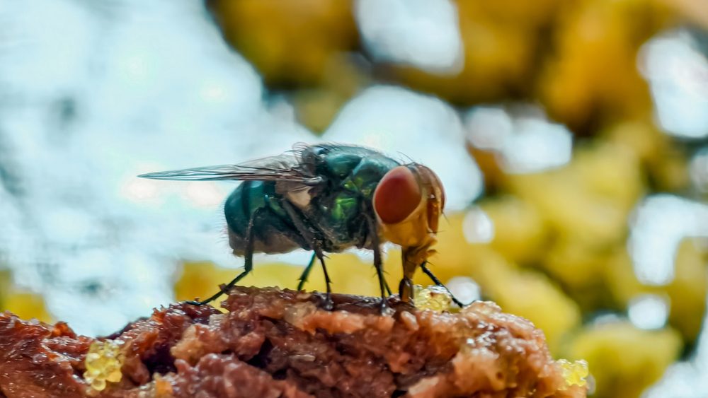 Girlfriend Finds Bugs Feasting On Food In Boyfriend’s Bed, Then He Cries That She’s Shaming Him Over “Something So Small”
