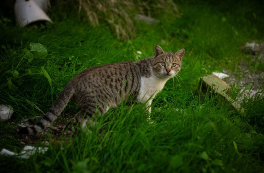 A curious tabby cat stands in a lush green garden, surrounded by vibrant grass.