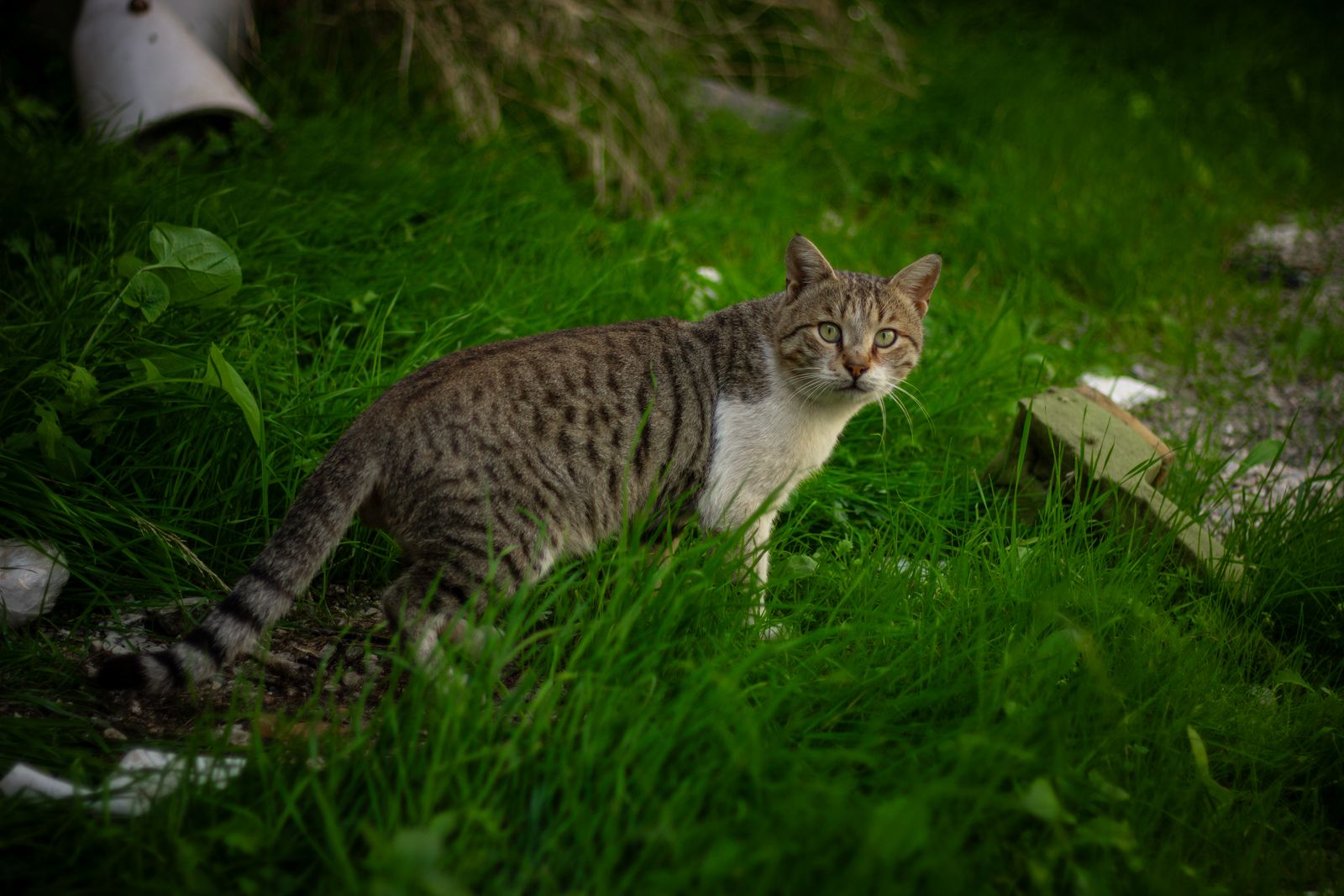 A curious tabby cat stands in a lush green garden, surrounded by vibrant grass.