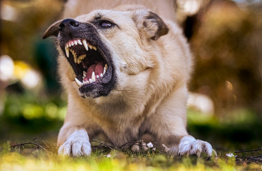 white and brown short coated dog lying on green grass during daytime