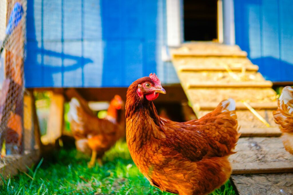 A brown chicken stands in front of a blue coop.