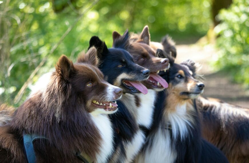 a group of dogs standing next to each other