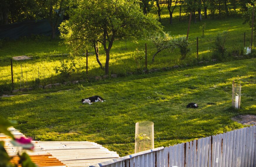 a couple of dogs laying on top of a lush green field