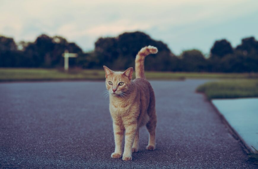 orange tabby cat on gray asphalt road during daytime