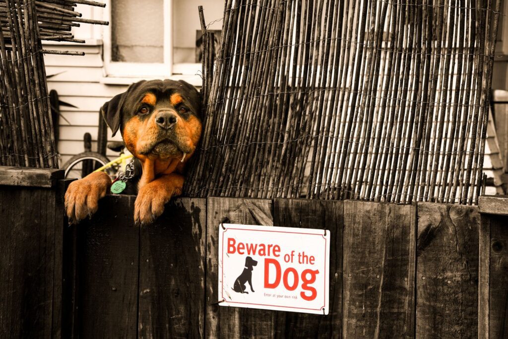 Rottweiler peeking over a fence with a 'Beware of the Dog' sign.