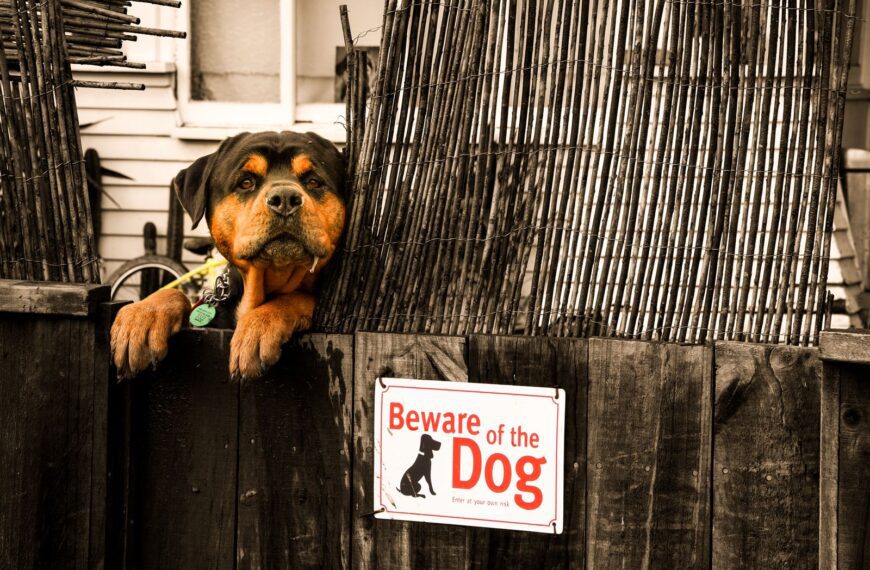 Rottweiler peeking over a fence with a 'Beware of the Dog' sign.