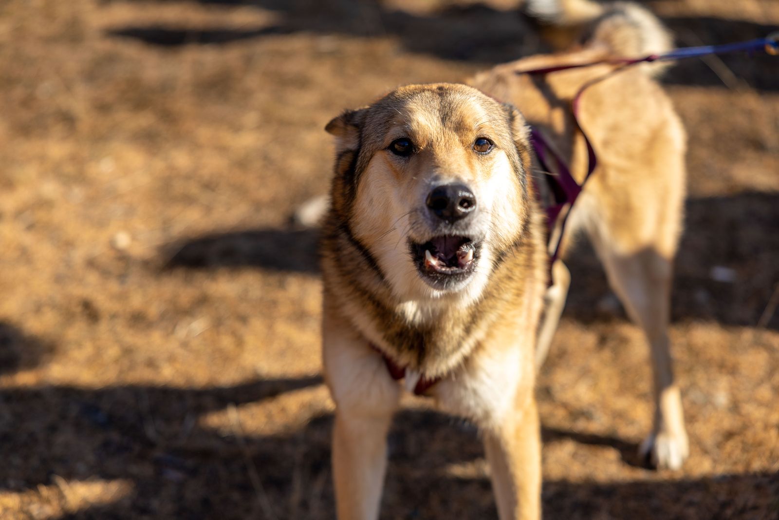 A lively Alaskan Malamute dog barking while on a sunny outdoor leash walk.
