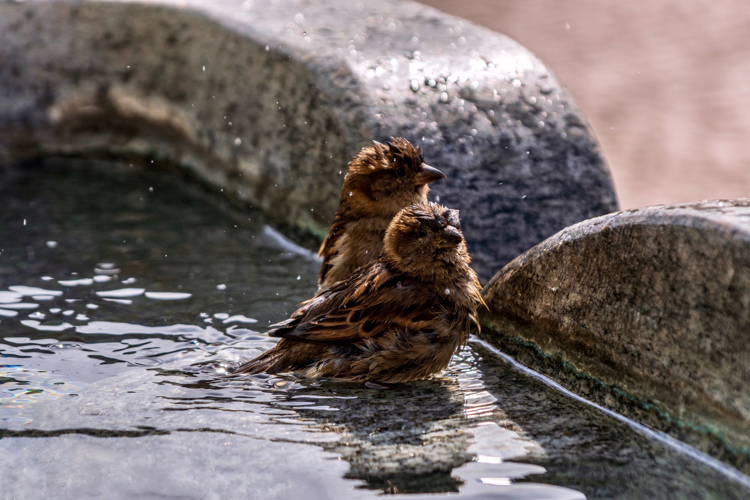 Two sparrows bathing in a shallow stone birdbath, a common backyard spot where mosquitoes can breed if the water sits too long