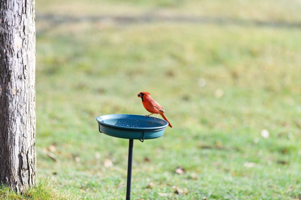 A vibrant red northern cardinal perched at a backyard bird feeder