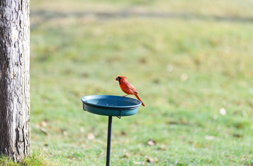 A vibrant red northern cardinal perched at a backyard bird feeder