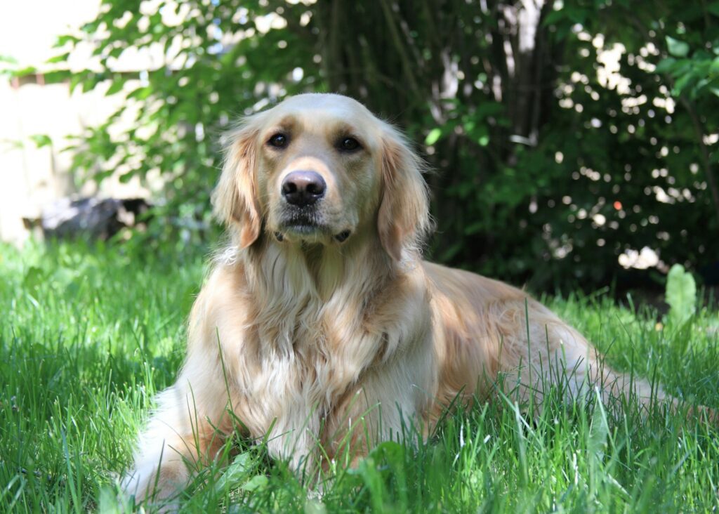 A golden retriever dog lies in green grass.