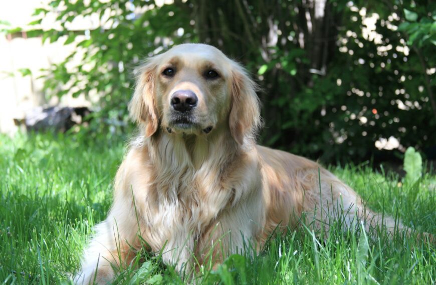 A golden retriever dog lies in green grass.