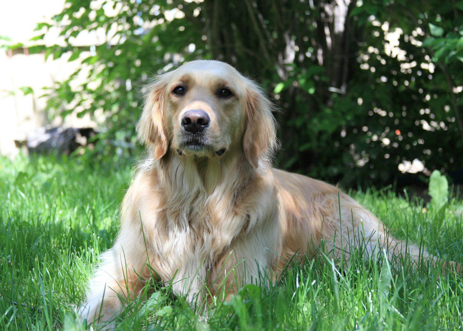 A golden retriever dog lies in green grass.