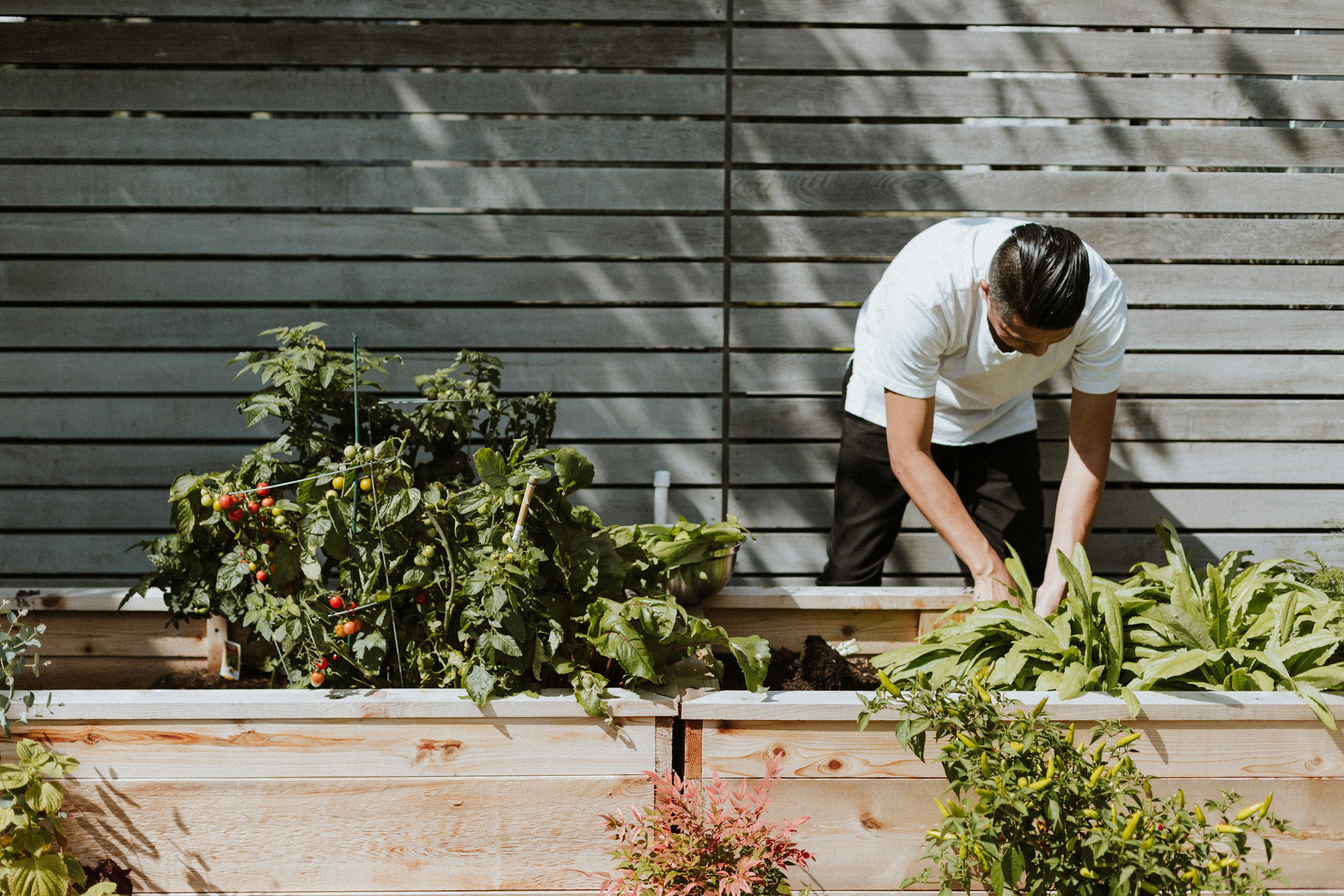 A gardener tending to vegetable plants in wooden raised garden beds in the sun