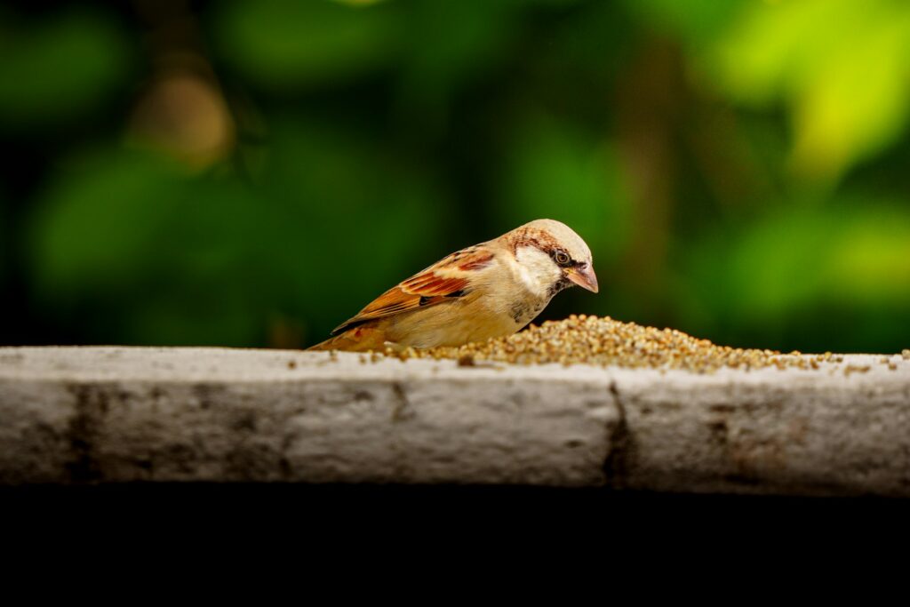 A sparrow eats seeds from a feeder