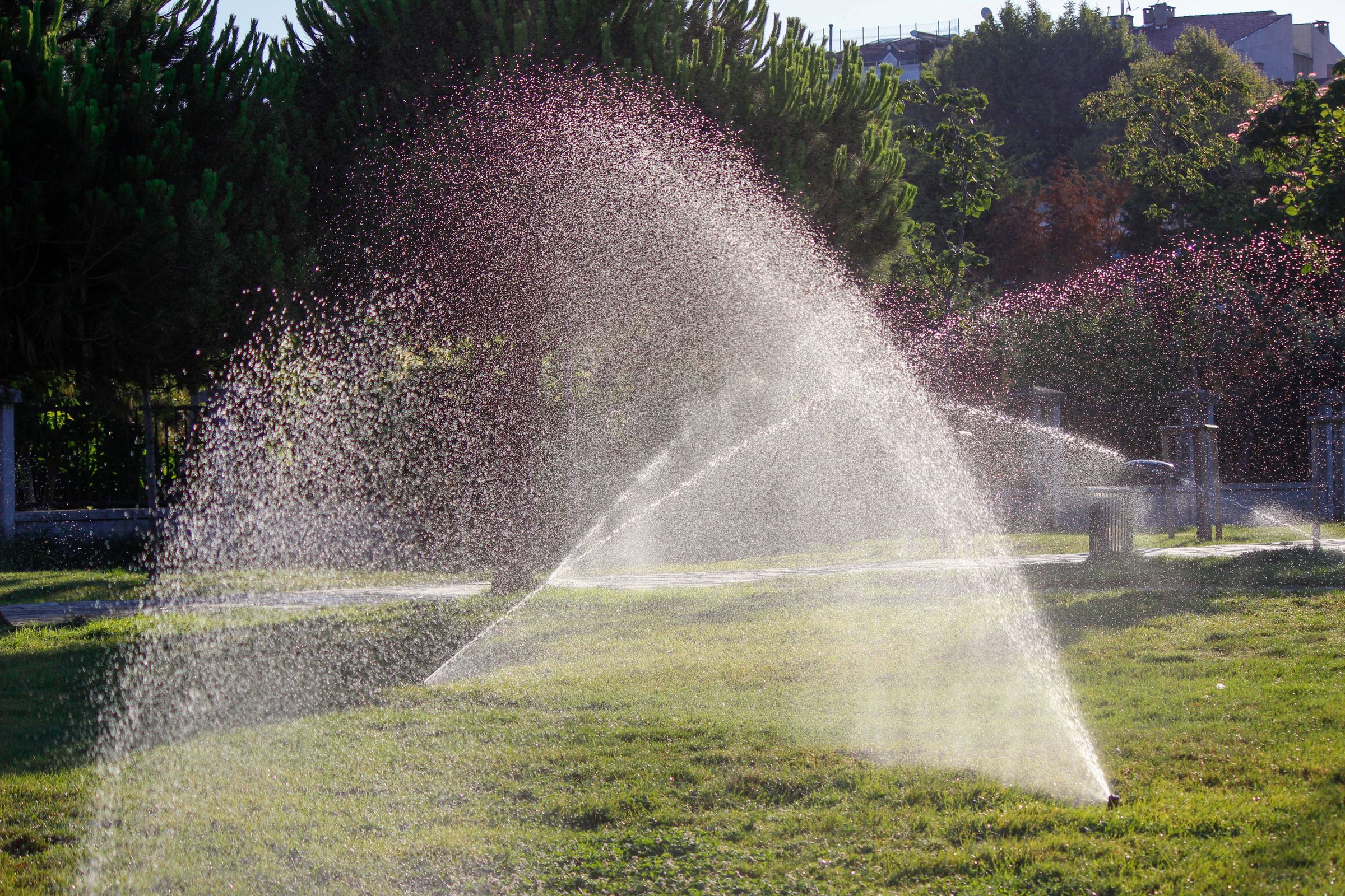 Sprinkler spraying water droplets across a sunny green lawn